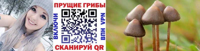 mega маркетплейс  Камешково  Галлюциногенные грибы мицелий  сколько стоит 